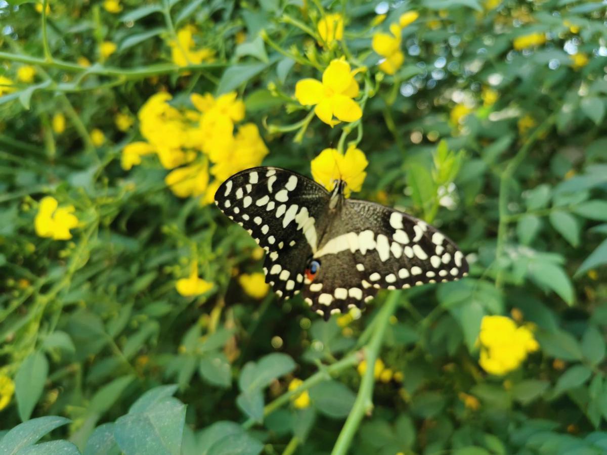 The Yellow Butterfly Vereeniging Eksteriør bilde